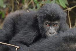 Imperiled Gorilla Gets Much-Needed Good News
